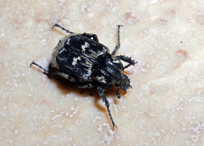 Valgus hemipterus